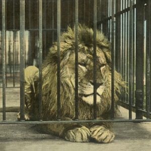 Lion au zoo de Kansas City (1917)