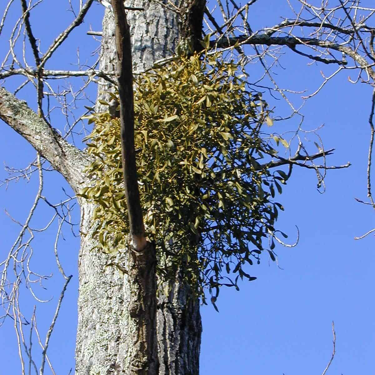 Semnoz - Touffe de gui sur le tronc d'un arbre (2005)