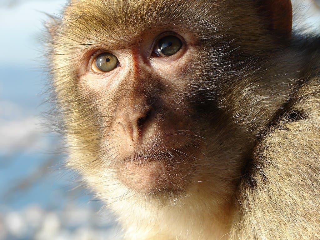 Un jeune macaque de Gibraltar