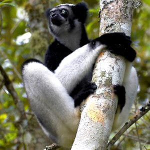Un singe babakoute de Madagascar
