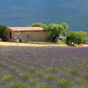 Une ferme isolée et un champ de lavande composent un paysage typique de la Provence