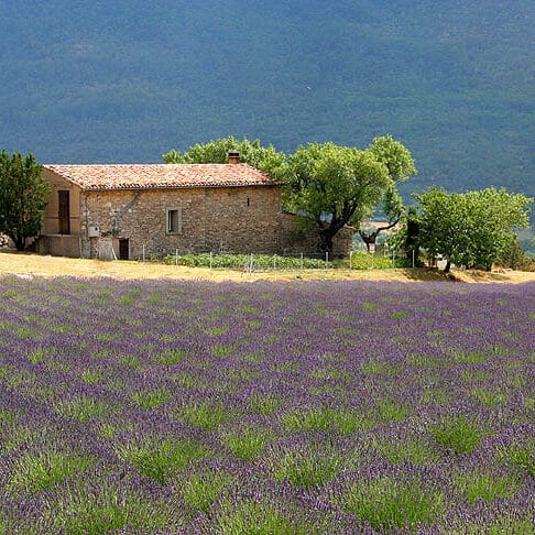Une ferme isolée et un champ de lavande composent un paysage typique de la Provence