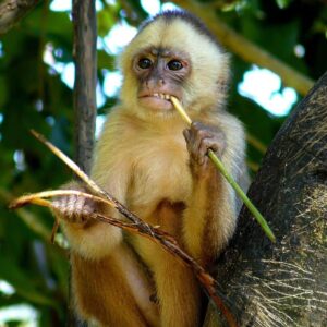 Une jeune femelle de singe capucin à front blanc (Cebus albifrons)
