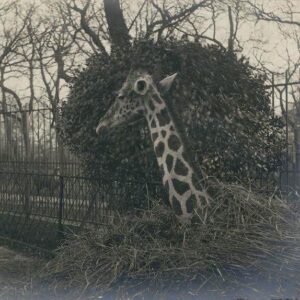 Une victime de l'inondation de 1910: la girafe la veille de sa mort par refroidissement