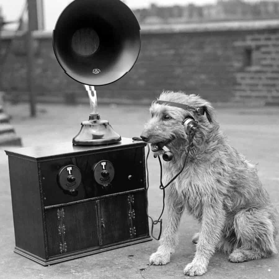 chien radio