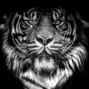 tigre en noir et blanc